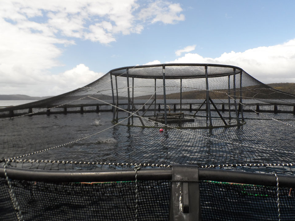 Bird net canopy over a salmon pen seen from the walkway