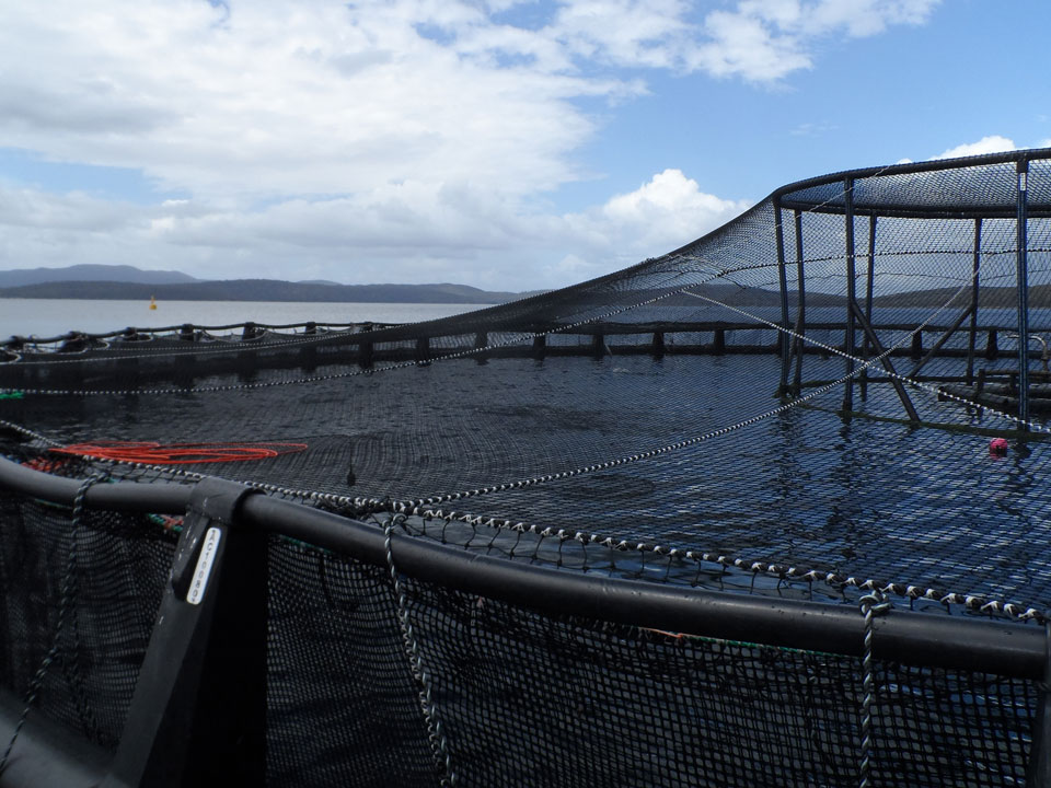 Bird net spanning a salmon pen from the pen walkway