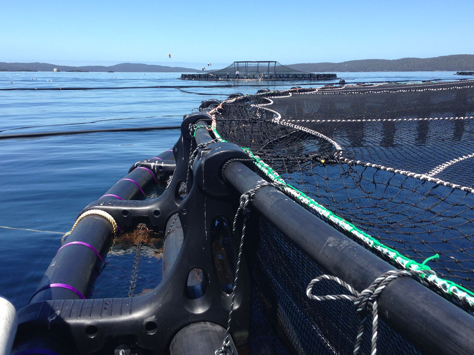 Bird net over a row of sea pens with seabirds overhead