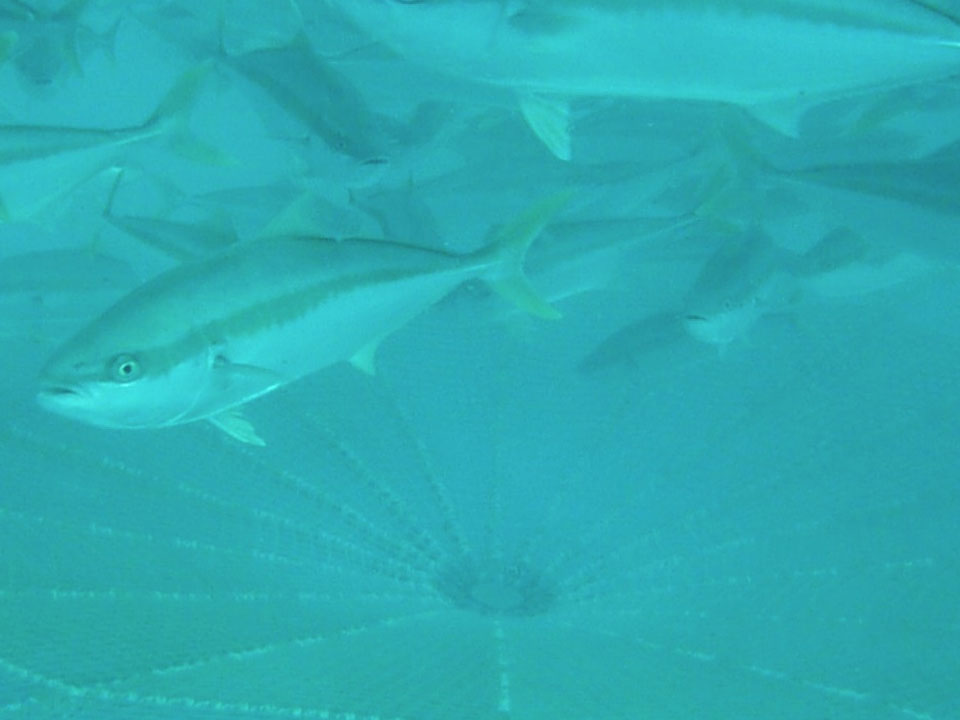 Fish swimming inside a Nets Tasmania sea pen